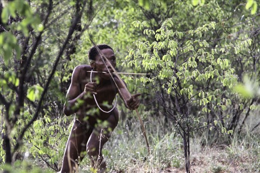 A San shows his hunting style.
San people traditionally hunted in long, tiring excursions using poison arrows made from beetle larvae. The arrows are not big enough to kill on their own so the bushmen after shooting their pray would have to follow, depending on the size of the game this could take days, until it succumb to the poison.
