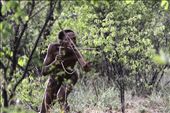 A San shows his hunting style.
San people traditionally hunted in long, tiring excursions using poison arrows made from beetle larvae. The arrows are not big enough to kill on their own so the bushmen after shooting their pray would have to follow, depending on the size of the game this could take days, until it succumb to the poison.
: by mphipps, Views[1666]