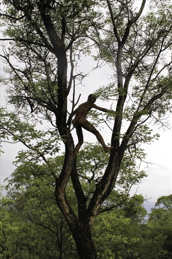 A San gets high enough to be able to check for game and predators.