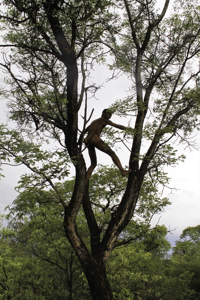 A San gets high enough to be able to check for game and predators.