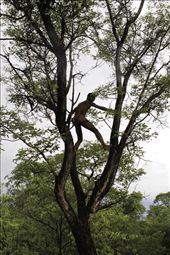 A San gets high enough to be able to check for game and predators.: by mphipps, Views[425]