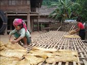 In bamboo season, all of people in remote areas would go out to forest for findi: by mpk, Views[136]