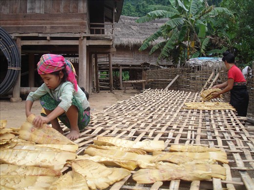 Taidam people were drying Bamboos to keep for longer time and sold to Vietnamese sellers. Phongsaly, Lao PDR