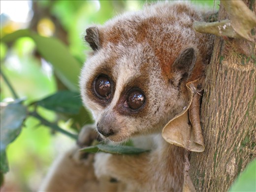 Slow loris season was happening when Akha people were preparing upland field. Phongsaly, Lao PDR