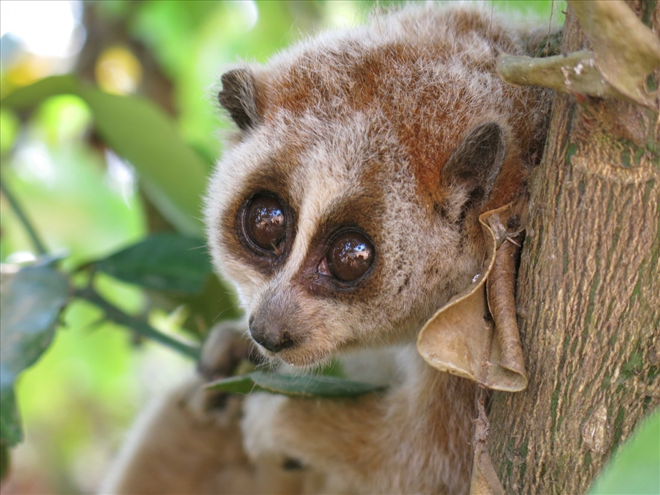 Slow loris season was happening when Akha people were preparing upland field. Phongsaly, Lao PDR