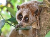 Slow loris season was happening when Akha people were preparing upland field. Phongsaly, Lao PDR: by mpk, Views[819]