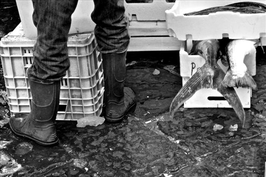 A fisherman displays his day's catch at the market in Naples, Italy. Naples is renown for its cuisine, fish being just one of them. 