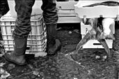 A fisherman displays his day's catch at the market in Naples, Italy. Naples is renown for its cuisine, fish being just one of them. : by mprokosch11, Views[250]