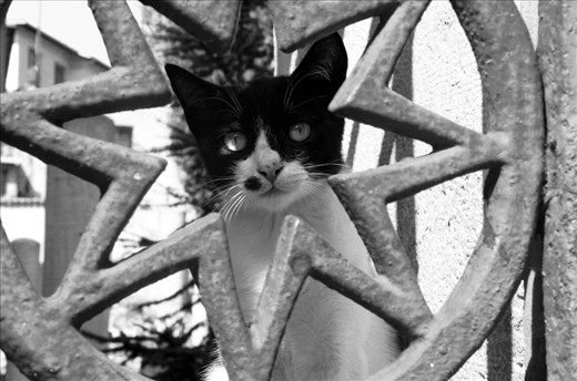 Thousands of cats roam the cobblestone streets, nuzzling up to strangers.