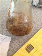 Currently all I have of said olive mix  fridge :(: by mrsbkp, Views[237]
