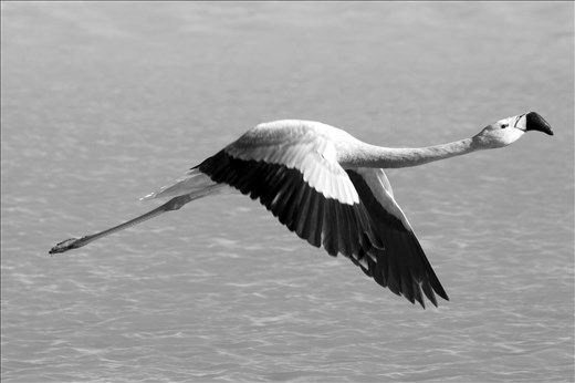 The colourful lakes at this altitude hosted a stunning amount of biodiversity; the Andean flamingo was one of the most conspicuous inhabitants. 