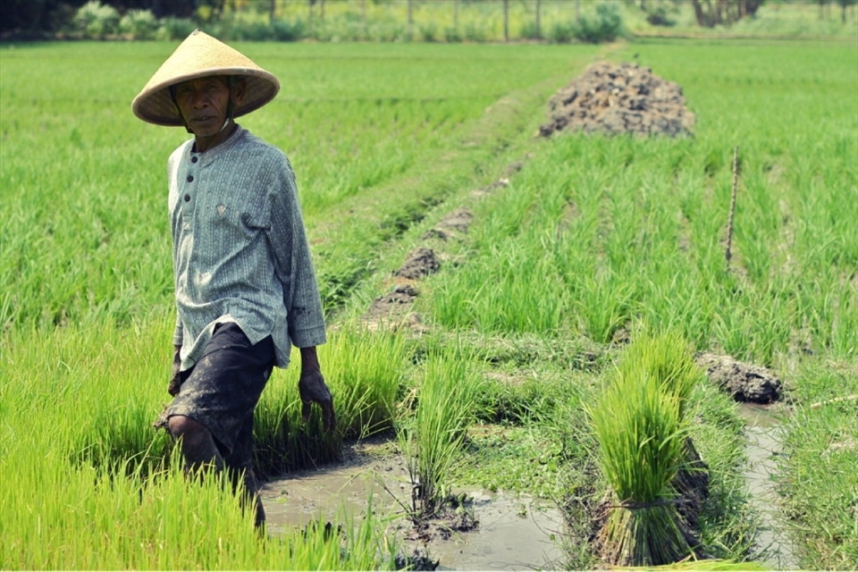 A farmer poses in the midday sunshine in Bantul, DIY. He later jokingly offers his hat as a souvenir.
