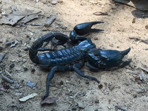 I touched this scorpion!