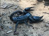 I touched this scorpion!: by mtd5116, Views[290]