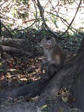 Hello gibbon: by mtd5116, Views[163]