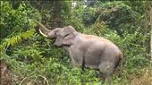 Wild Elephant! : by mtd5116, Views[254]