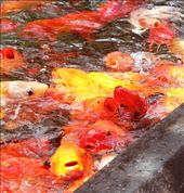 Feeding fishes at the pond.: by mthakoor, Views[266]