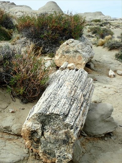 The petrified trees are over 65 million years old