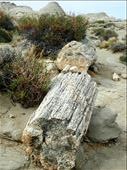 The petrified trees are over 65 million years old: by mtmmeyer, Views[137]