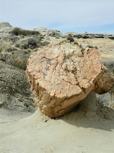 Looks like wood,. Feels like rock