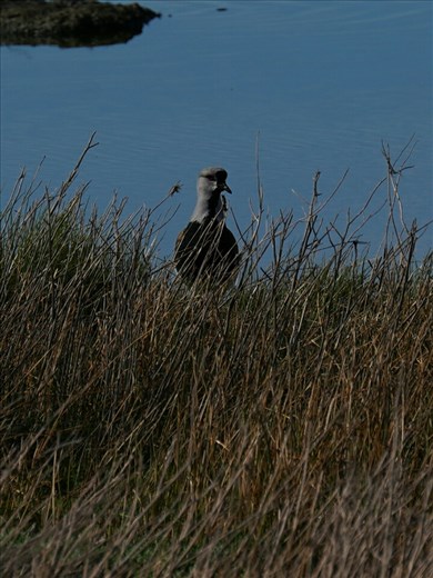 Birdwatching in the nature reserve