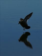 by mtmmeyer, Views[159]