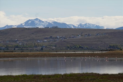 Flamingos n Patagonia?