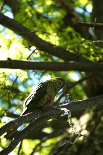 Parrots in Patagonia?