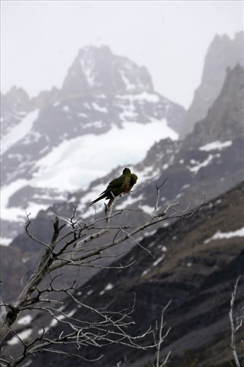Yep parrots in Patagonia