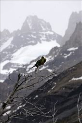 Yep parrots in Patagonia: by mtmmeyer, Views[198]