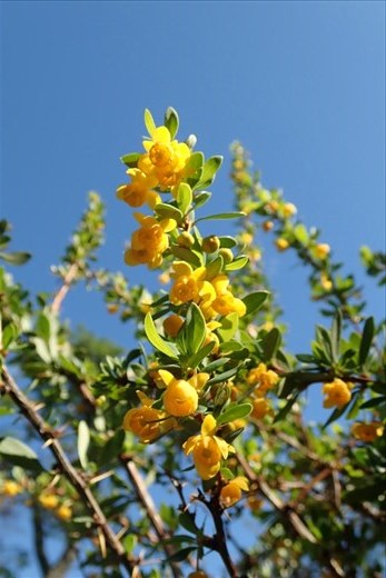Calafate has fragrant blooms which made the hike that more pleasant..  It is the plant after which the town is named
