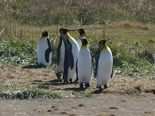 Can you guess which one I called Donald Trump? 