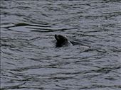 So much for the abundance of marine life.  We saw a total of 5 sea lions bob their heads briefly.: by mtmmeyer, Views[181]