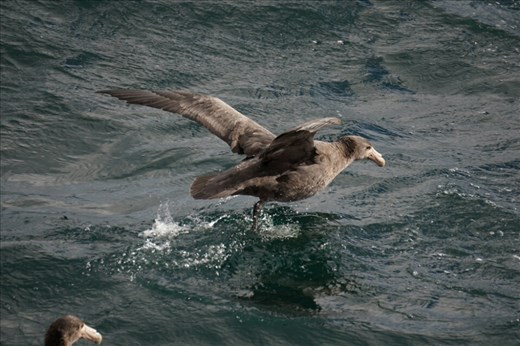 This rare sighting of wildlife came as the ferry was leaving the port.