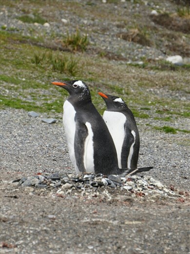 Gentoo Penguins