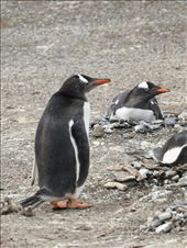 by mtmmeyer, Views[239]