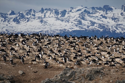 Bird Island featuring King Cororants