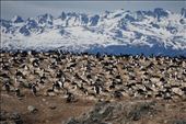 Bird Island featuring King Cororants: by mtmmeyer, Views[208]