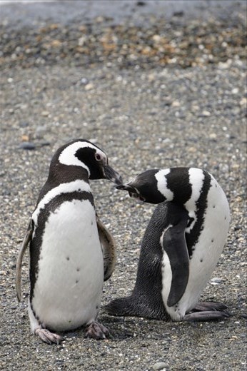 Magellanic penguins