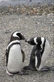 Magellanic penguins: by mtmmeyer, Views[129]
