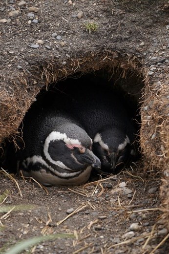 In their nests protecting the eggs