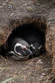 In their nests protecting the eggs: by mtmmeyer, Views[157]