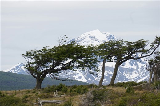 Flag trees grow this way because of the wind