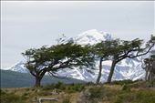 Flag trees grow this way because of the wind: by mtmmeyer, Views[232]