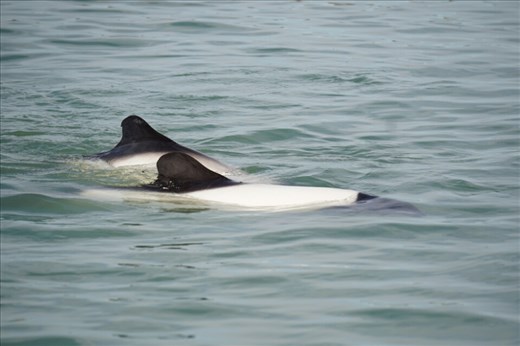 Commerson's dolphin