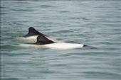 Commerson's dolphin: by mtmmeyer, Views[155]