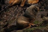 South American Sea Lion: by mtmmeyer, Views[221]
