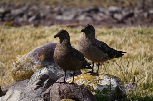 Skua