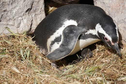 The first chick of the season