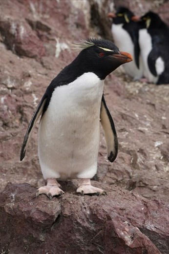 Rock Hopper Penguin